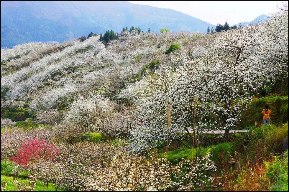 【春天，广西桂林灌阳县向您发出邀请！】我们在灌阳看梨花 - 游山玩水 - 晋中生活社区 - 晋中28生活网 jz.28life.com