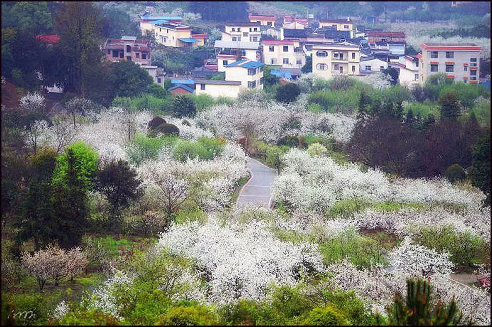 【春天，广西桂林灌阳县向您发出邀请！】我们在灌阳看梨花 - 游山玩水 - 晋中生活社区 - 晋中28生活网 jz.28life.com