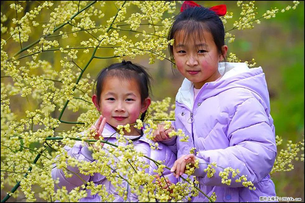 【春天，广西桂林灌阳县向您发出邀请！】米珠山前有片山苍子花在飘香 - 游山玩水 - 晋中生活社区 - 晋中28生活网 jz.28life.com