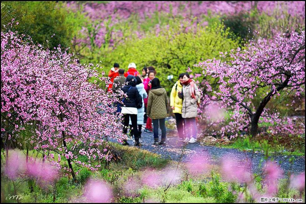 【春天,广西桂林灌阳县向您发出邀请!】官庄村有个醉美的桃花园 - 游山玩水 - 晋中生活社区 - 晋中28生活网 jz.28life.com