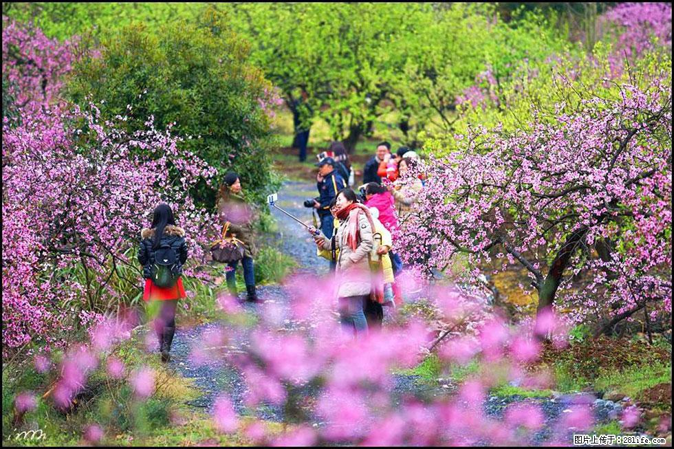【春天,广西桂林灌阳县向您发出邀请!】官庄村有个醉美的桃花园 - 游山玩水 - 晋中生活社区 - 晋中28生活网 jz.28life.com