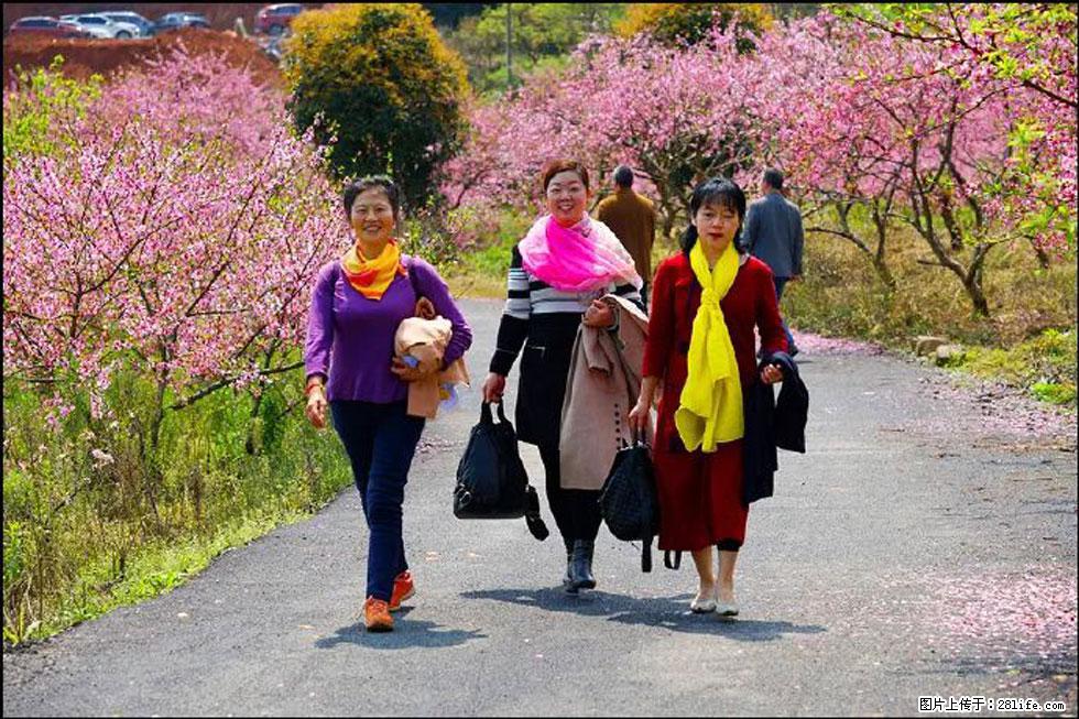 【春天,广西桂林灌阳县向您发出邀请!】官庄村有个醉美的桃花园 - 游山玩水 - 晋中生活社区 - 晋中28生活网 jz.28life.com