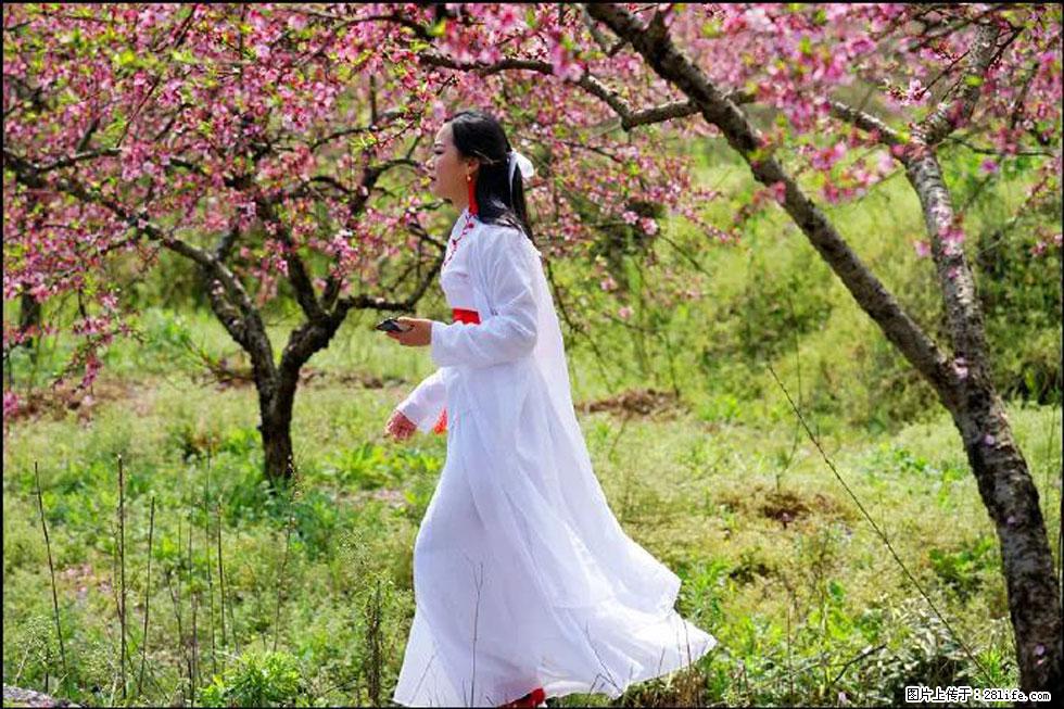 【春天,广西桂林灌阳县向您发出邀请!】官庄村有个醉美的桃花园 - 游山玩水 - 晋中生活社区 - 晋中28生活网 jz.28life.com