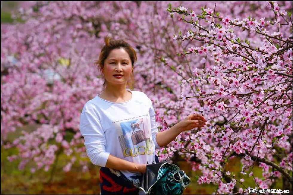 【春天,广西桂林灌阳县向您发出邀请!】官庄村有个醉美的桃花园 - 游山玩水 - 晋中生活社区 - 晋中28生活网 jz.28life.com