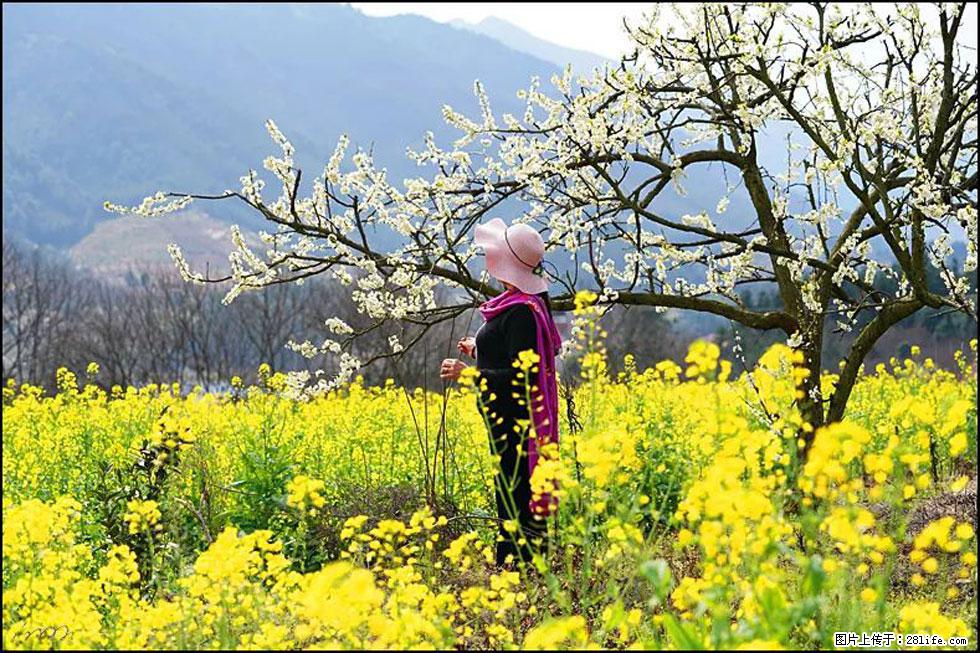 【春天，广西桂林灌阳县向您发出邀请！】长坪村油菜盛情花开 - 游山玩水 - 晋中生活社区 - 晋中28生活网 jz.28life.com