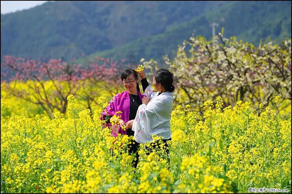 【春天，广西桂林灌阳县向您发出邀请！】长坪村油菜盛情花开 - 游山玩水 - 晋中生活社区 - 晋中28生活网 jz.28life.com