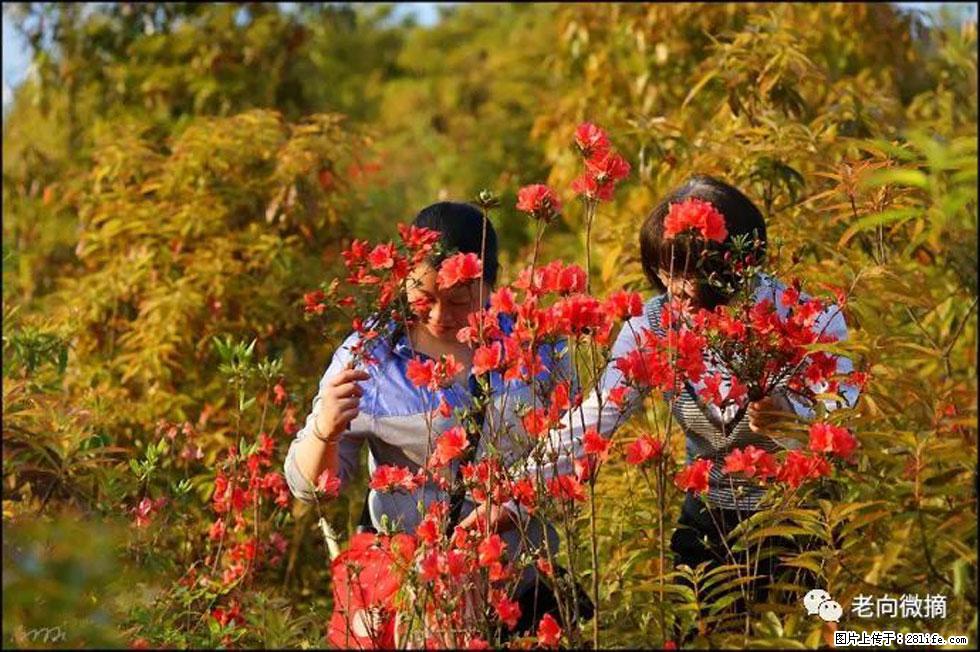 【春天，广西桂林灌阳县向您发出邀请！】登麒麟山，相约映山红 - 游山玩水 - 晋中生活社区 - 晋中28生活网 jz.28life.com