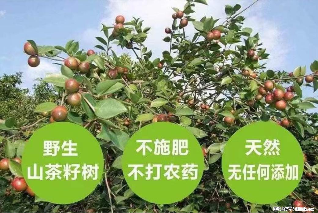 【灌阳县油茶产业示范区】一个有着充实的精神生活的人,对待身外之物自会有一种淡泊的态度 - 美食天地 - 晋中生活社区 - 晋中28生活网 jz.28life.com