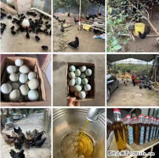 油茶园从小鸡仔开始养起的纯土鸡、土鸡蛋可以预定啦!还有前几天刚榨的纯山茶油哦 - 晋中28生活网 jz.28life.com