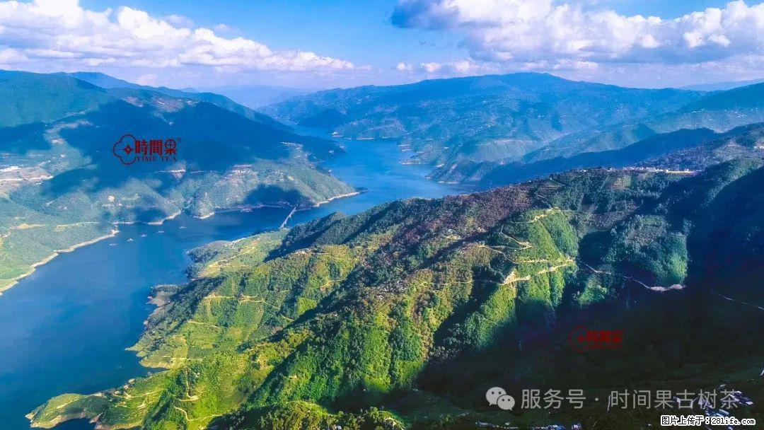 时间果百年古树龙珠普洱生茶 - 购物交流 - 晋中生活社区 - 晋中28生活网 jz.28life.com