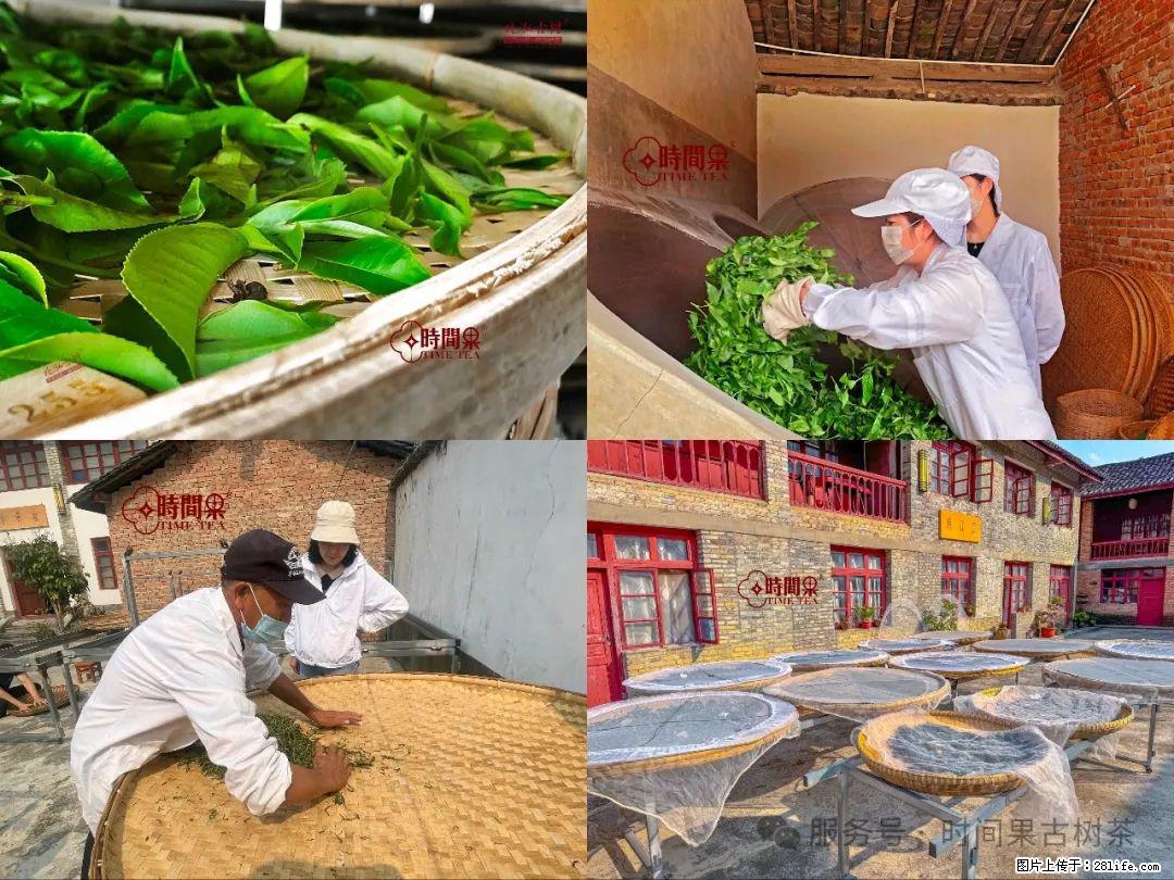 时间果百年古树龙珠普洱生茶 - 购物交流 - 晋中生活社区 - 晋中28生活网 jz.28life.com