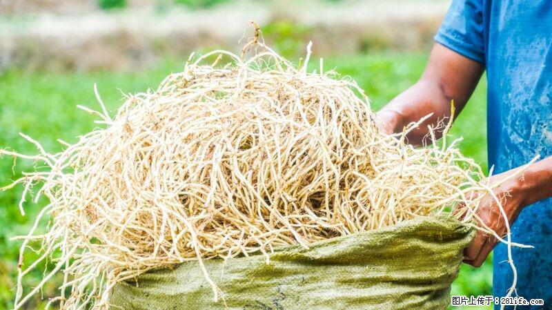 堪称“最难吃”的蔬菜,却是 “抗辐射神器”,还能护肺、清热、止咳化痰! - 晋中生活资讯 - 晋中28生活网 jz.28life.com